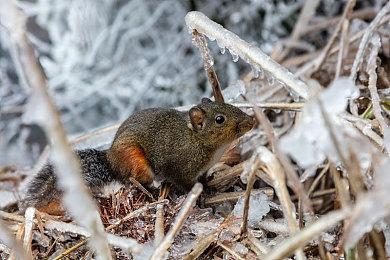 光怪陆离 《漫威银河护卫队》前期角色设计吓坏漫威